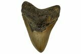 Fossil Megalodon Tooth - North Carolina #328099-1
